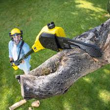 Best Tree and Shrub Care  in West Swanzey, NH